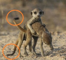 meerkat-pups-suricata-suricatta-play-fighting-in-the-kalahari-desert-south-africa_u-l-q1fzhz30.jpg