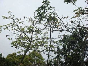 2011-03-19 割麥初體驗 004.jpg