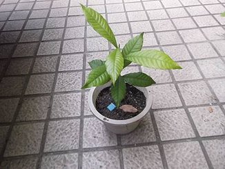 桃花木DSCF2505.JPG