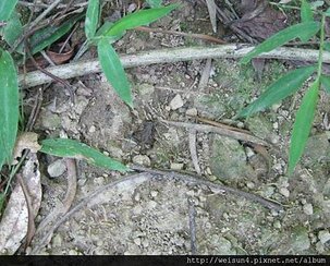 昆蟲綱_直翅目_蟋蟀_苗栗縣-獅山古道_20100704