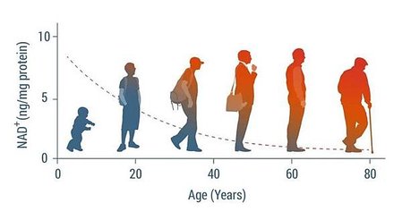 體內NAD+隨年齡增長逐漸下降