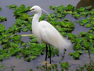 1200px-Little_Egret_in_Taipei_Daan_Park_Pool.jpg