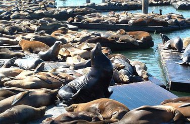 Cal_Sea_Lions_on_Pier_39.JPG