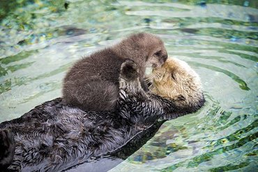 baby-otter-sleeps-mother-belly-monterey-bay-aquarium-21.jpg