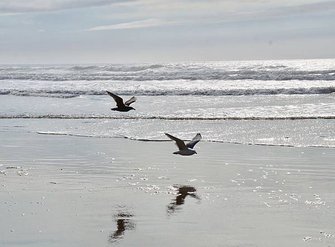 奧瑞岡州西北角海岸著名的Cannon Beach OR