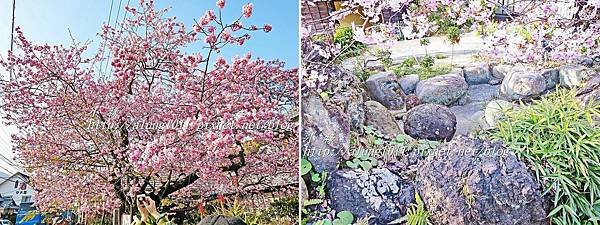 河津櫻祭 (66).jpg