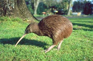 new-zealand-kiwi-bird1.jpg