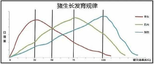 養豬吃粗糠?米糠?(粗糠-米糠糙米-白米)「甚耐粗食，且繁殖