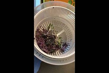 20210707清洗蔬果_陳月卿555