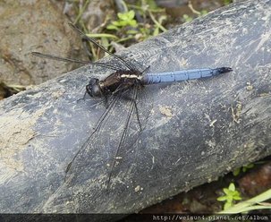 昆蟲綱_蜻蛉目_蜻蜓科_扶桑蜻蜓-雄_竹縣-油羅溪_20130317