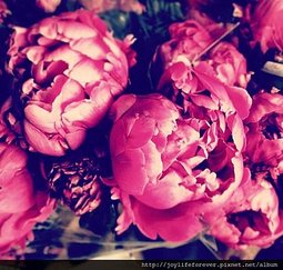 大粉紅的Peony 