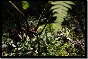 20100410 福山植物園_勝洋水草 IMG_9677