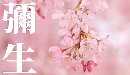 日本節氣12月份別稱由來日語彌生（弥生）
