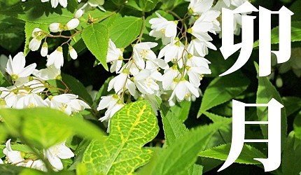 日本節氣12月份別稱由來日語卯月