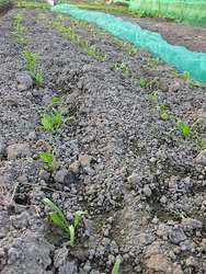 20110206_菠菜冒芽了