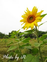 富田花園農場_向陽.JPG