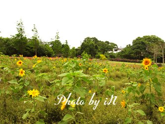 富田花園農場_向日葵園.JPG