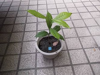 桃花木DSCF2506.JPG
