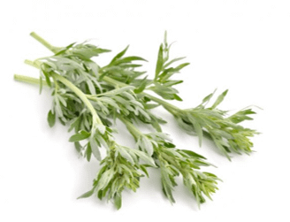 mugwort