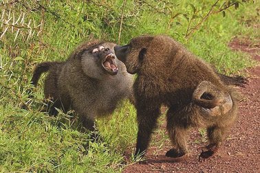 olive-baboons-papio-anubis-fighting-danita-delimont.jpg