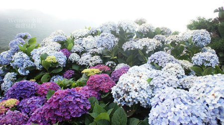 2018.06.03 陽明山竹子湖繡球花季 花與樹園藝 (40).JPG