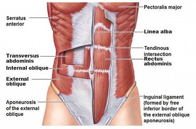 abdominal-wall-muscle-anatomy-photo-550f94a678188.jpg