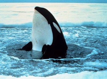 Orca_wal_2.jpg