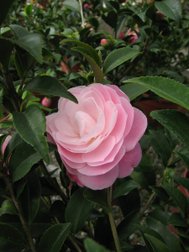 芙蓉