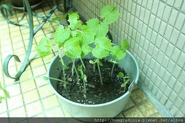 苦瓜籽發芽0530-2.JPG