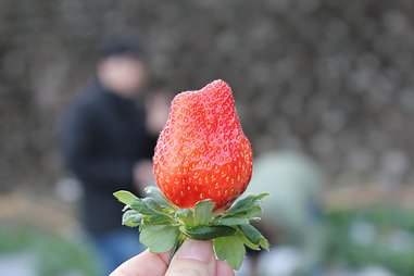 大草莓