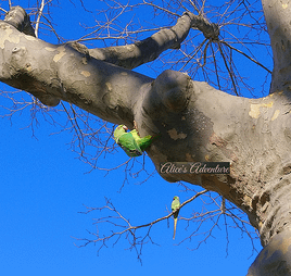 parrot watermark.png