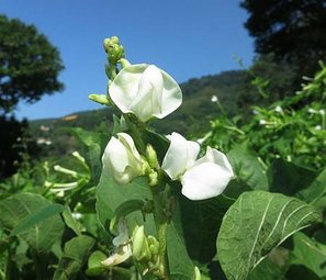 1030929永春寮_碗豆的花.jpg