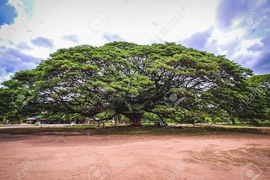 48411371-giant-monkeypod-tree-stands-firm-in-kanchanaburi-thailand.jpg