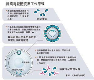 腺病毒載體疫苗工作原理