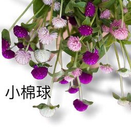 花_200924_3.jpg