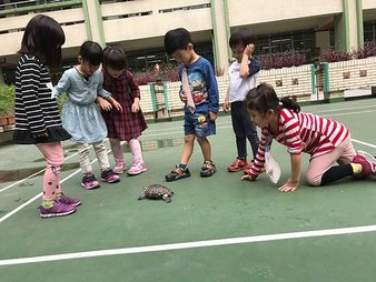 烏龜🐢散步趣_181130_0019.jpg