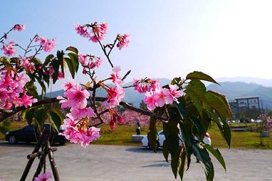 2015櫻花季2