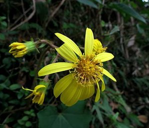 1030202獅頭山公園_台灣山菊.jpg