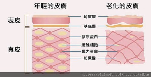 皮膚構造.jpg