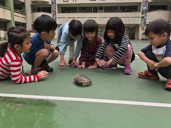 烏龜🐢散步趣_181130_0013.jpg