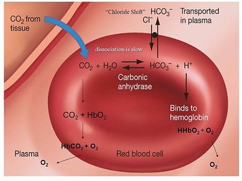 chloride-shift.jpg