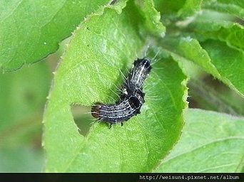 昆蟲綱_鱗翅目_夜蛾科_掌夜蛾_竹縣-飛鳳山_20130407