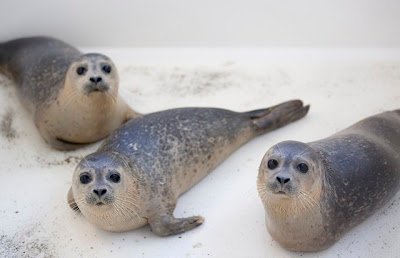 海豹流感
