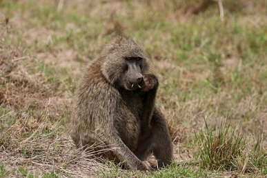 olive-baboon-papio-anubis.jpg