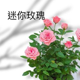 花_200924_6.jpg