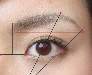 眉頭的開端在鼻梁和眼頭連線的中心點沿線上。