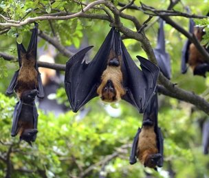 how_to_set_up_a_fruit_bat_s_cage_1406_1_600.jpg