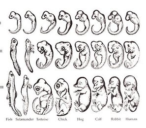 350px-Haeckel_drawings