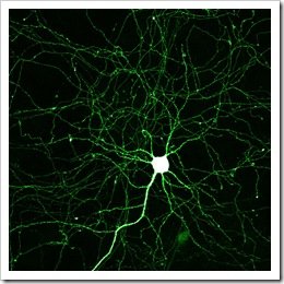 mGFP_neuron2