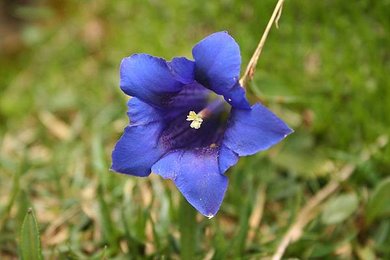 gentian-1173746_1280.jpg